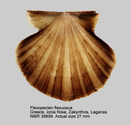 Flexopecten flexuosus.jpg - Flexopecten flexuosus(Poli,1795)